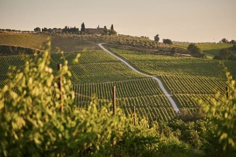 Los secretos del vino en Toscana: Un viaje sensorial