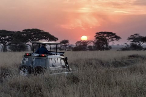 Safari en Africa: Una aventura fotográfica épica