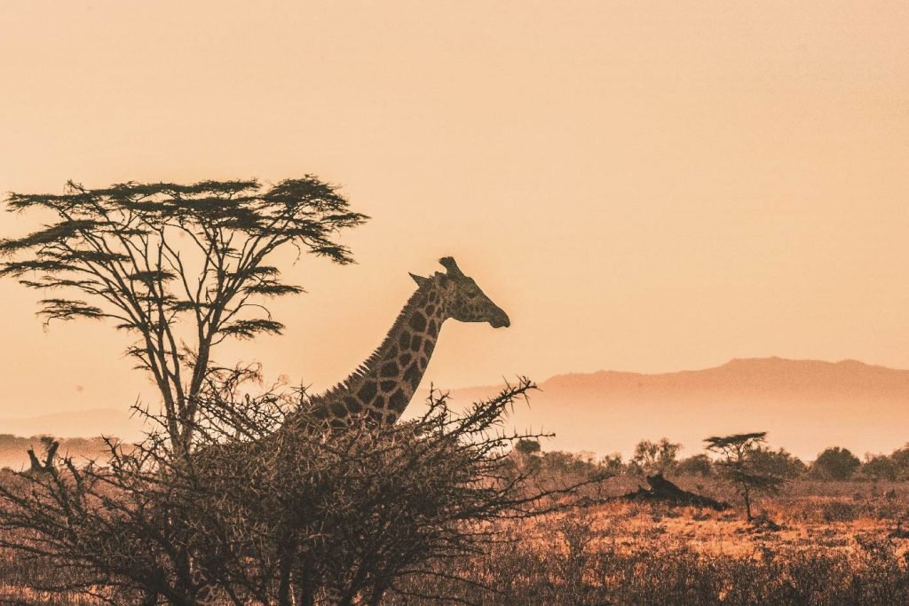 safari-en-africa-03