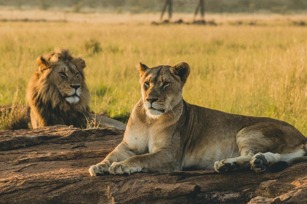 safari-en-africa-01